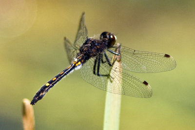 Hudsonian Whiteface (juvenile male) (Leucorrhinia hudsonica), Foss Wasson Field, East Kingston, NH.