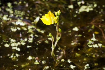 Bladderwort sp (Utricularia), Newton, NH