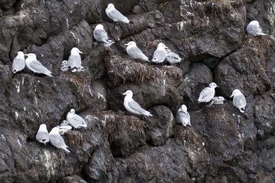 Black-legged Kittiwake (Rissa tridactyla), Kenai Fjords NP, AK