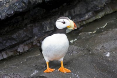 Horned Puffin (Fratercula cirrhata), Kenai Fjords, NP, AK