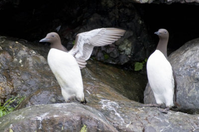 Common Murre (Uria aalge), Kenai Fjords NP, AK