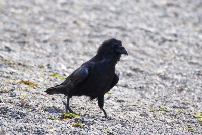Common Raven (Corvus corax), Hoonah, AK