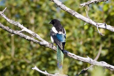 Black-billed Magpie (Pica hudsonia), near Anchorage, AK