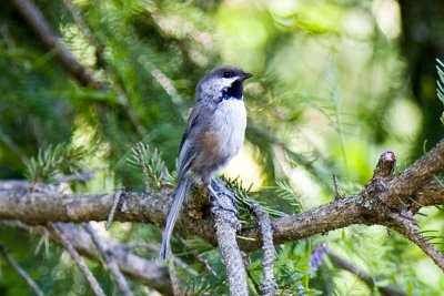 Boreal Chickadee (Poecile hudsonicus), Anchorage, AK