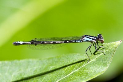 Skimming Bluet (Enallagma geminatum) (female), East Kingston, NH