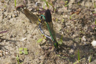 River Jewelwings (Calopteryx aequabilis) (in wheel), Exeter River at Powder Mill Road, Exeter, NH