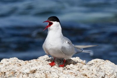 Arctic Tern (Sterna paradisaea), White Island, Isles of Shoals, NH