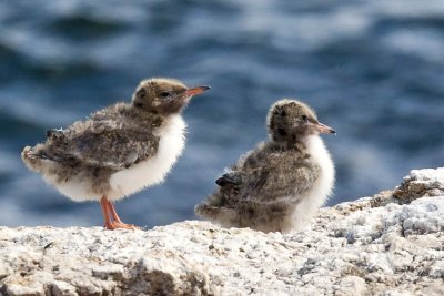 Common Tern (Sterna hirundo) Chicks, White Island, Isles of Shoals, NH.