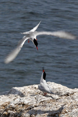 Common Tern (Sterna hirundo) and Roseate Tern (Sterna dougallii), White Island,Isles of Shoals, NH
