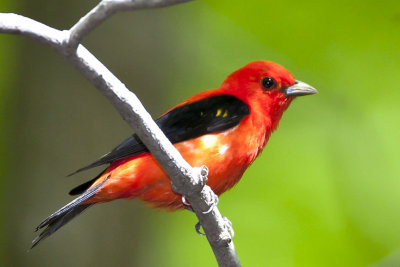 Perching Tanager