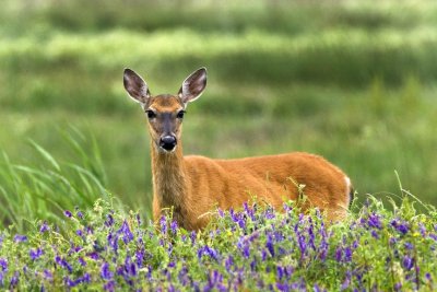 Deer in Wildflowers