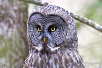 Great Gray Owl