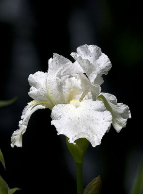 White Iris