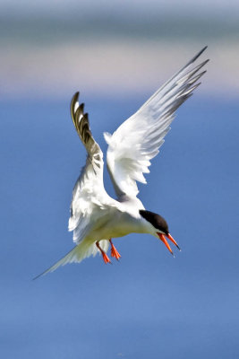 Hovering Tern