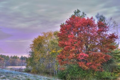 Dawn Light on Trees and Sky