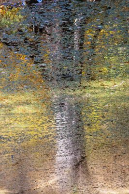 Tree Reflected in Pond in Autumn