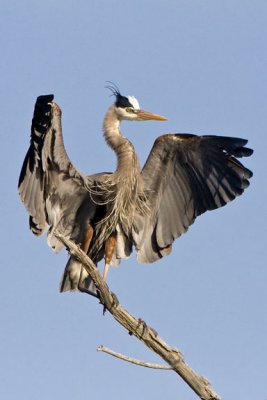 Great Blue Heron Landing