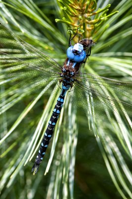 Spatterdock Darner