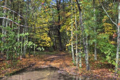 Woodland Path