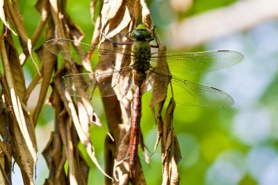 Comet Darner (Anax longipes) (male), Brentwood Mitigation Area, Brentwood, NH