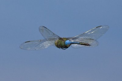 Common Green Darner (Anax junius) (male), Lamprey Pond, Hampton, NH