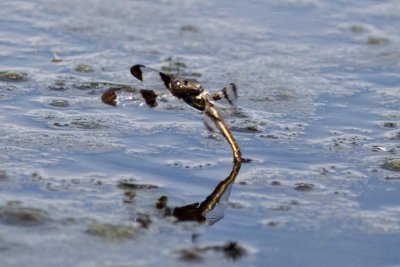 Twelve-spotted Skimmer (Libellula pulchella) (female ovipositing), Lamprey Pond, Hampton, NH