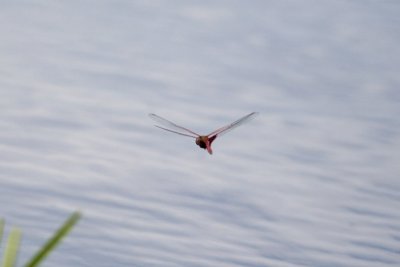 Carolina Saddlebags (Tramea carolina), Lamprey Pond, Hampton, NH