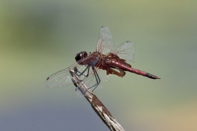 Carolina Saddlebags (Tramea carolina), Lamprey Pond, Hampton, NH