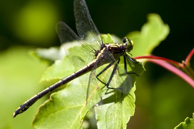 Black-shouldered Spinyleg (Dromogomphus spinosus) (female), near Gale Village Road, Newton, NH