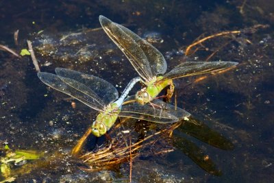 Common Green Darners (Anax junius) (in tandem, ovipositing), Lamprey Pond, Hampton, NH