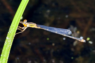 Orange Bluet (Enallagma signatum) (male), Lamprey Pond, Hampton, NH