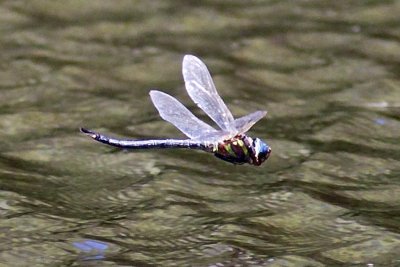 Swamp Darner (Epiaeschna heros) (female), pond at Rye Recreation Area, Rye, NH