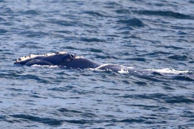 North Atlantic Right Whale (Eubalaena glacialis), Jeffrey's Ledge, MA (out of Newburyport)