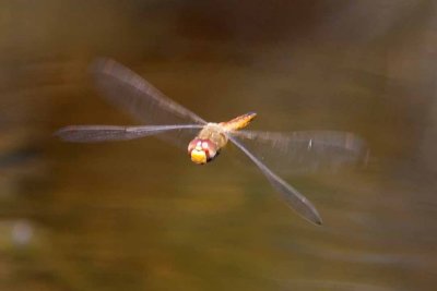 Wandering Glider (Pantala flavescens), Brentwood Mitigation Area, Brentwood, NH