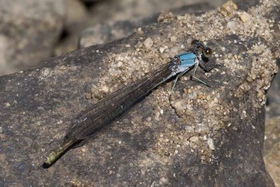 Powdered Dancer (Argia moesta)(female - blue form), Exeter River at Rowell Road, Brentwood, NH