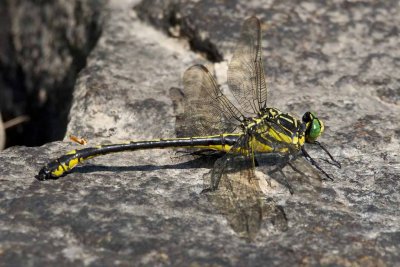 Dragonhunter (Hagenius brevistylus) (male), Exeter River at Rowell Road, Brentwood, NH