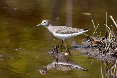 Solitary Sandpiper (Tringa solitaria), Brentwood Mitigation Area, Brentwood, NH