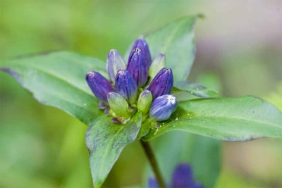 Bottle Gentian (Gentiana clausa), Fish Road, East Kingston, NH