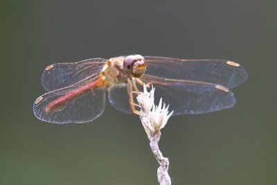 Possible Saffron-winged Meadowhawk (Sympetrum costiferum), East Kingston, NH