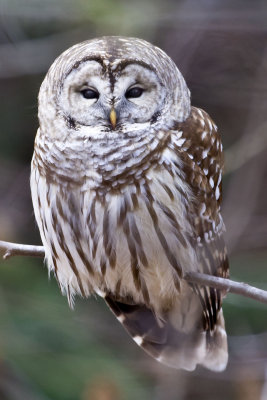 Barred Owl (Strix varia), East Kingston, NH