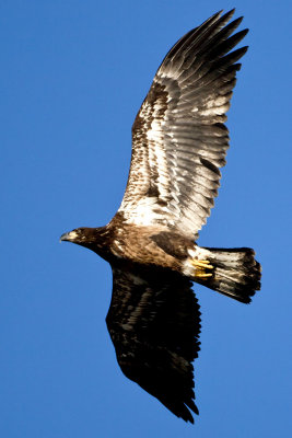 Bald Eagle (Haliaeetus leucocephalus)(immature), Deer Island, Amesbury, MA