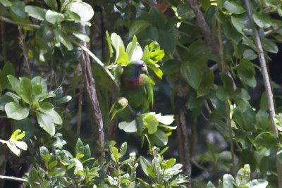 Red-necked Parrot (Amazona arausiaca), Morne Diablotin National Park, Dominica