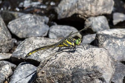 Dragonhunter (female) (Hagenius brevistylus), Exeter River at Rowell Road, Brentwood, NH