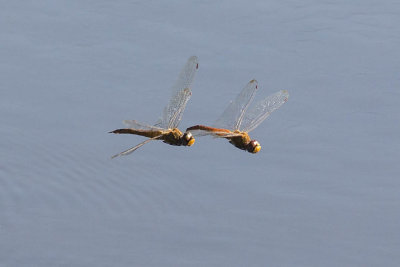 Wandering Gliders - closeup (tandem), (Pantala flavescens), Brentwood Mitigation Area, Brentwood, NH