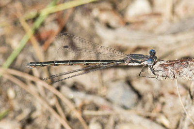 Spotted Spreadwing (female) (Lestes congener), Brentwood Mitigation Area, Brentwood, NH