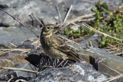 American Pipit (Anthus rubescens), Exeter Wastewater Treatment Plant, Exeter, NH