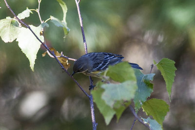 Yellow-rumped Warbler (), Brentwood Mitigation Area, Brentwood, NH