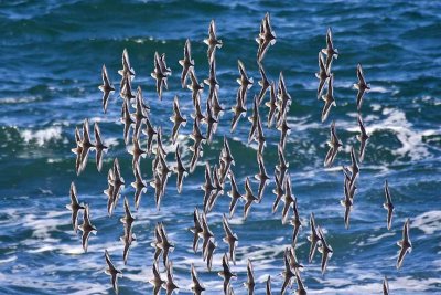 Sanderlings in Flight - 1, Halibut Point, Rockport, MA.