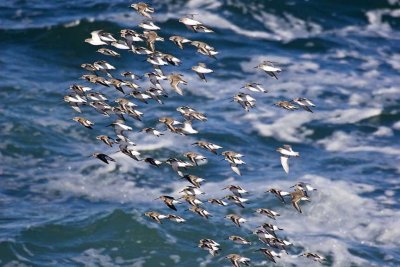 Sanderlings in Flight - 2, Halibut Point, Rockport, MA.