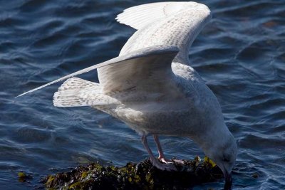 Iceland Gull (immature), Gloucester, Massachusetts.
